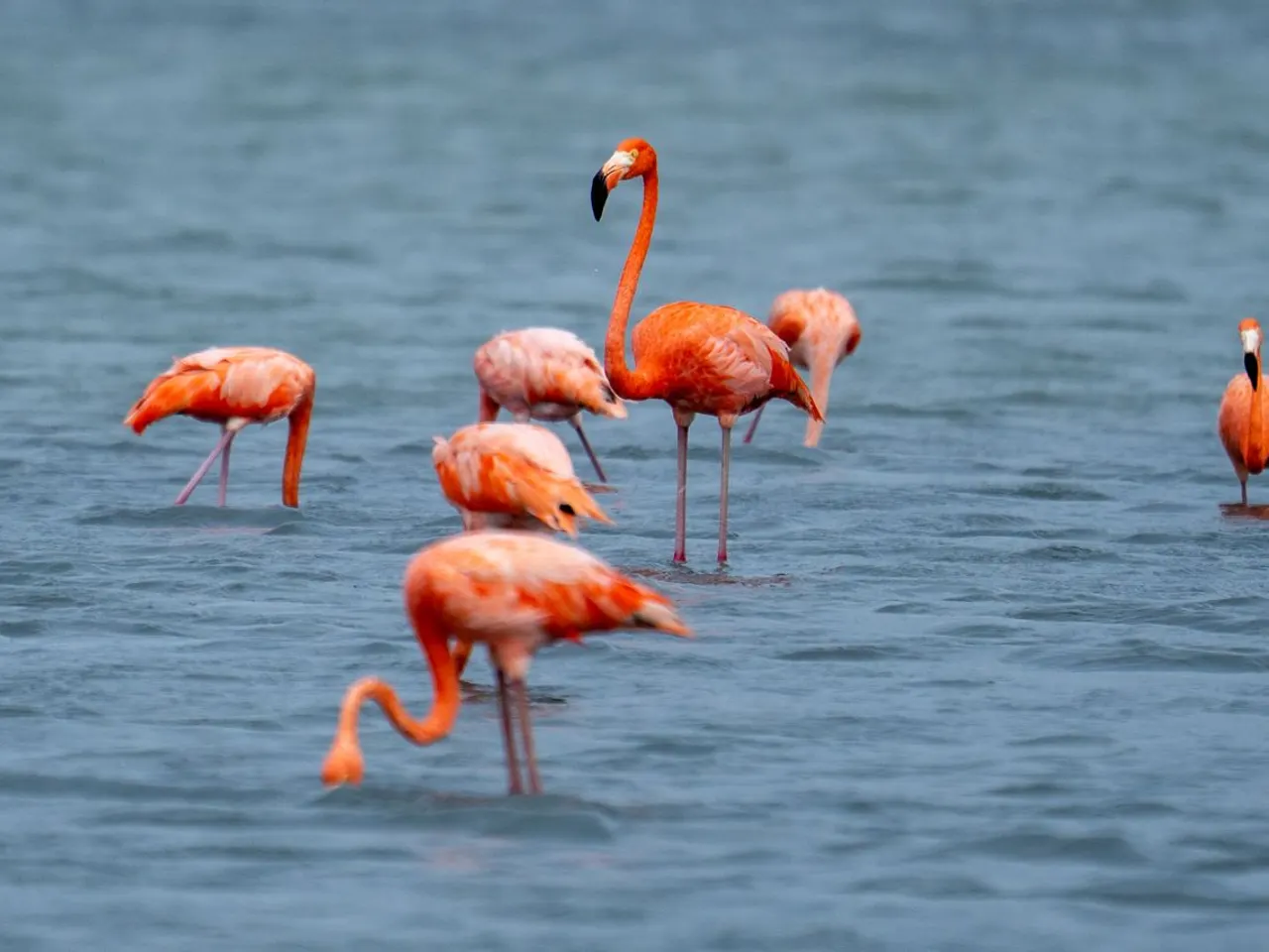 Roze flamingo's foerageren in het ondiepe water van de zoutpannen op Curaçao