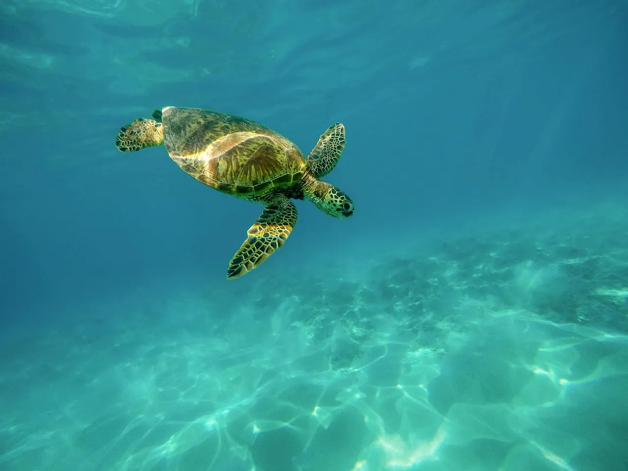 Zeeschildpad zwemt in helder turquoise water boven de zandbodem bij Curaçao