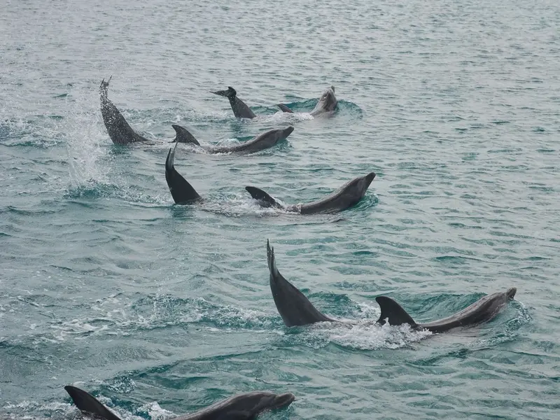 Dolfijnen zwemmen in het zeewater bij het Curaçao Sea Aquarium