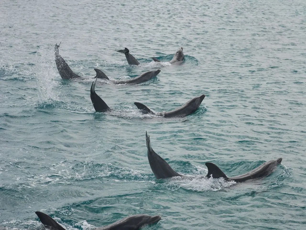 Dolfijnen zwemmen in het zeewater bij het Curaçao Sea Aquarium